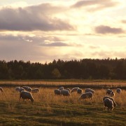 Bergerie-du-Nord-moutons