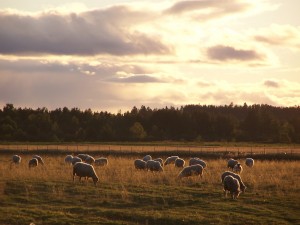 Bergerie-du-Nord-moutons